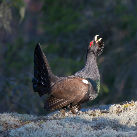 The western capercaillie Tetrao urogallus or the heather cock courting on the ground in the morning sun.の写真素材