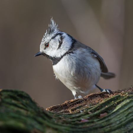 Crested Tit shows the crest on the old stub.の写真素材