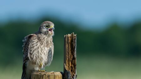 The juvenile kestrel Falco tinnunculus sitting on the wooden fence and call for the mother, in Uppland, Swedenの写真素材
