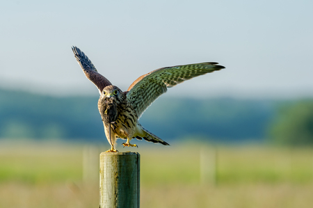 The beautiful juvenile kestrel Falco tinnunculus ready to fly with the latest capture, a vole, in the beakの写真素材