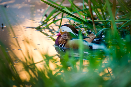 The beautiful male Mandarin Duck Aix galericulata with his typical  colorful plumage enjoy the golden water at the waterside, Uppland, Swedenの写真素材