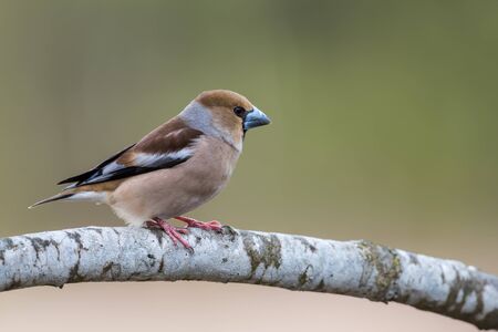 The beautiful Hawfinch Coccothraustes coccothraustes showing his profile on the oak branch with the short tail and big strong beak. Uppland, Swedenの写真素材