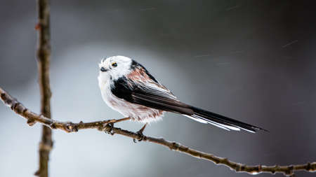 Long-tailed tit or long-tailed bushtit (Aegithalos caudatus) in profile on an oak-twig with a defocused background.の写真素材