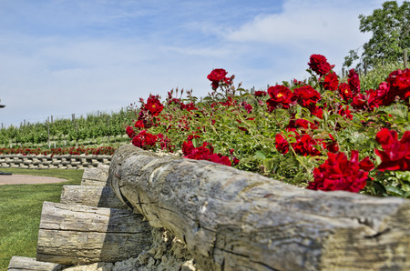 red rosesの写真素材