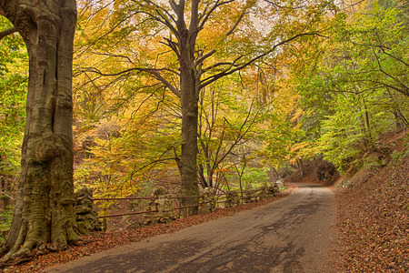 Autumn in the woodsの写真素材