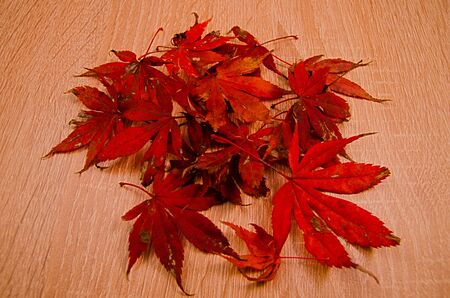 maple leaves on wooden floorの写真素材