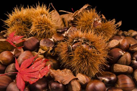 curly and chestnutsの写真素材