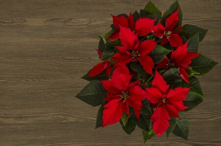 wooden background with pink poinsettiaの写真素材