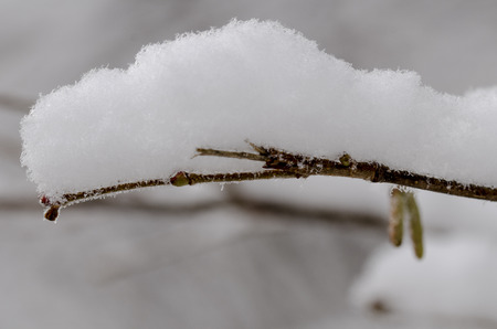 Winter background with snow-covered branchの写真素材