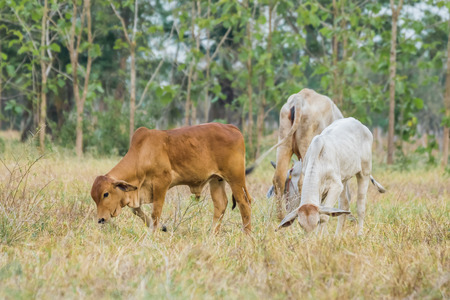 Three ox on the grass field