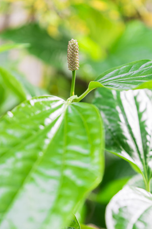 Wildbetal leaf bush green and white young flowerの写真素材
