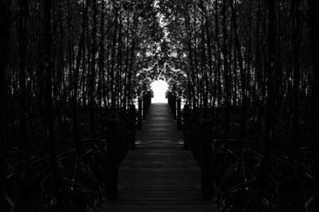 Walk way in the forest with mono toneの写真素材