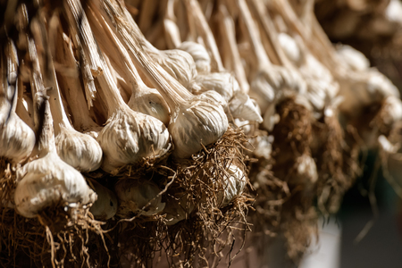 Dry garlic hanging on the bar for cookingの写真素材