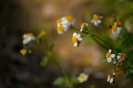 Small white petal and yellow pollen flowers