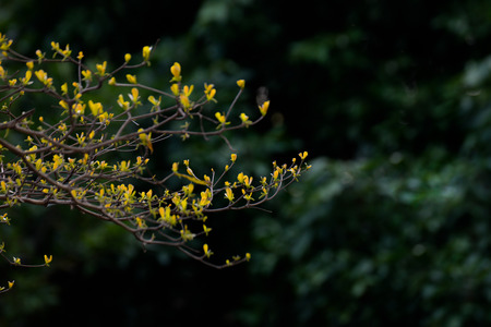 Young buds of treeの写真素材