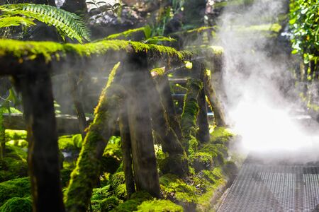 Wooden walkway covered with green moss with many fog on the wayの写真素材