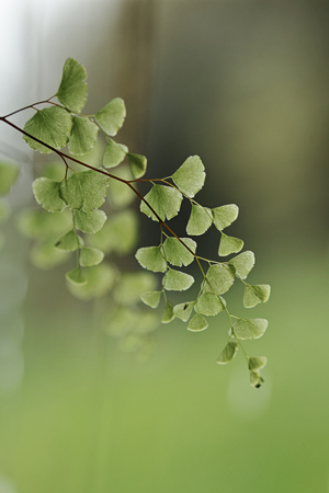 maidenhair in the morningの写真素材
