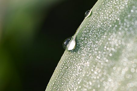 water drop on a leafの写真素材