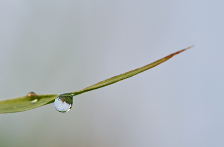 water drop on a leafの写真素材