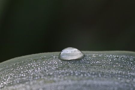 water drop on a leafの写真素材