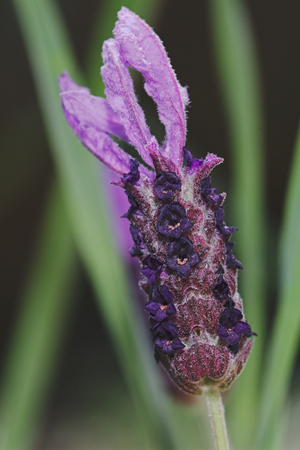 lavender in the gardenの写真素材