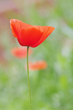 red poppy in a gardenの写真素材