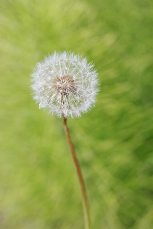 dandelion in a gardenの写真素材