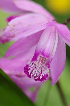 flower in springの写真素材