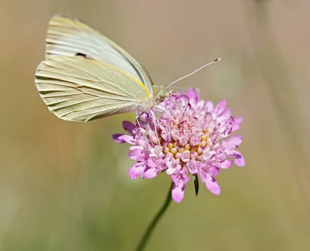 Butterfly on a flowerの写真素材