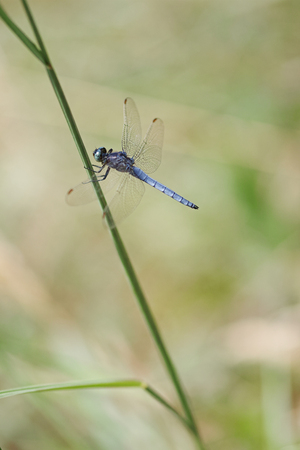 dragonflyの写真素材