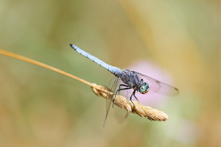 dragonflyの写真素材