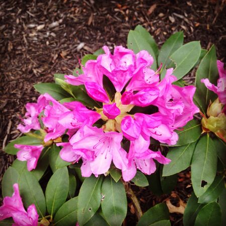 Purple Flower Bushの素材