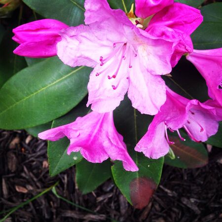 Purple Flower Bushの素材