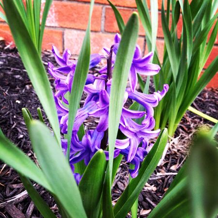 Purple Flowerの素材