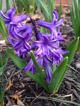 Purple Flowerの素材