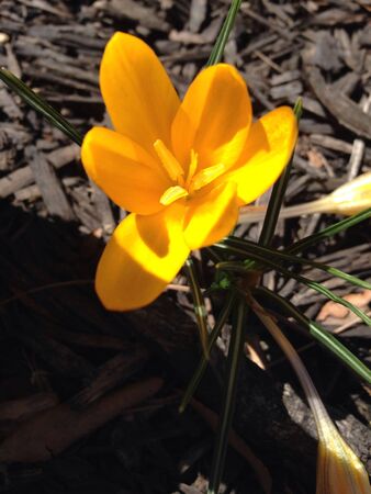 Yellow  Flowerの素材