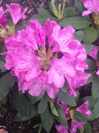 Purple flowerの素材