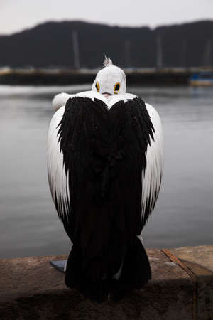 A pelican snuggled between its wings in the winter coldの写真素材
