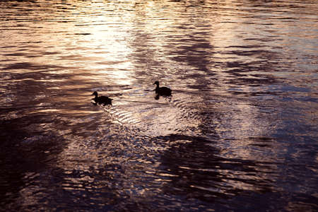 A pair of silhouette ducks on the water with a sunset reflectionの写真素材