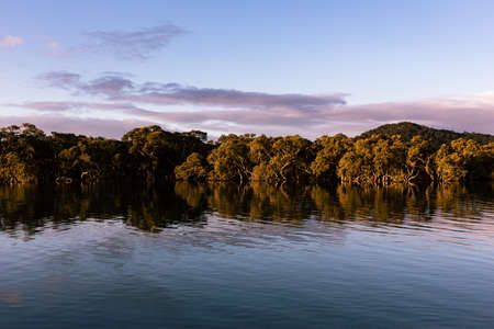 Mangroves and water at sunsetの写真素材