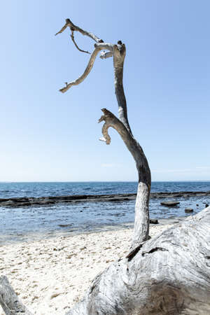 Fallen tree on a white sandy beachの写真素材