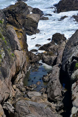 Seals swimming in a rock pool by the ocean