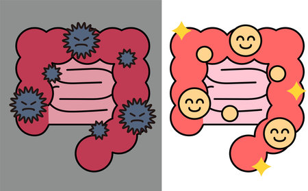 On the left is the intestine with bad bacteria breeding and on the right is the intestine in good condition with a lot of good bacteria.のイラスト素材