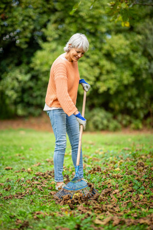 Senior woman with gray hair wearing an orange sweater, jeans, and gloves, raking fallen leaves in a gardenの写真素材