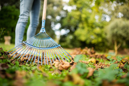 Focus on a blue garden rake being used to collect fallen autumn leaves in a backyard, with green grass and trees in the backgroundの写真素材