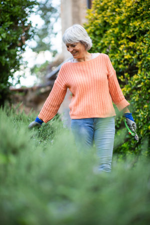 Full-body outdoor shot of an older woman with grey hair, wearing an orange sweater and jeans, tending to plants in a gardenの写真素材