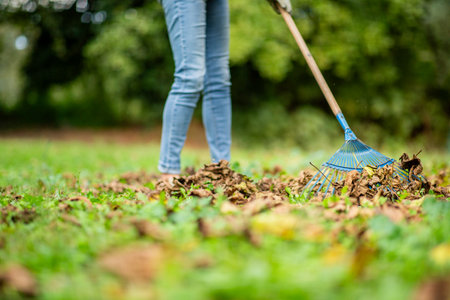 Close-up view of a senior womanâs legs as she rakes a pile of fallen leaves in a gardenの写真素材