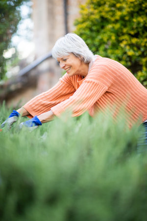 Outdoor shot of an older woman with grey hair wearing an orange sweater and gardening gloves, bending over plants in a green gardenの写真素材