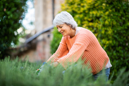 A senior woman with grey hair, wearing an orange sweater and blue gardening gloves, is pruning plants in her gardenの写真素材