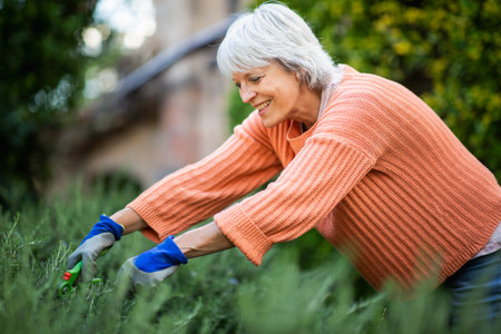 Outdoor shot of an older woman with grey hair, wearing an orange sweater and blue gardening gloves, pruning plants in a gardenの写真素材